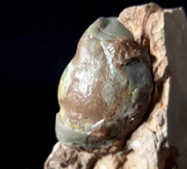 Illaenus sarsi JAANUSSON 1954 - Bild © FossNet FossilienStore